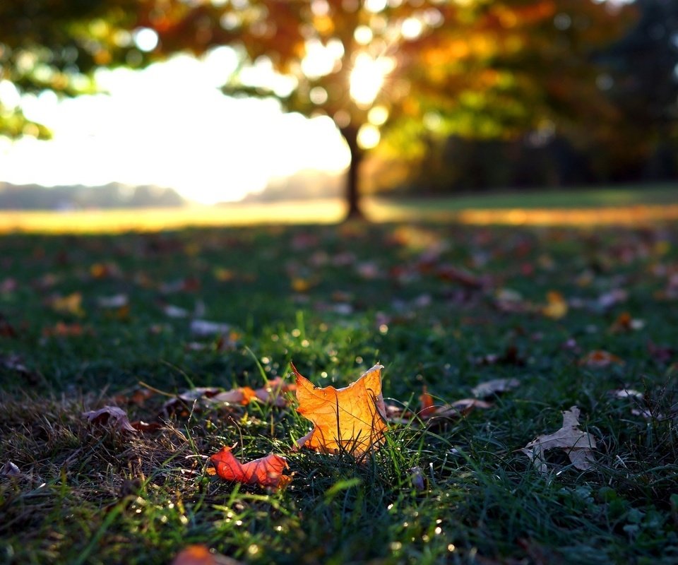 Обои трава, листья, макро, осень, листочки, листопад, осен, grass, leaves, macro, autumn, falling leaves разрешение 1920x1080 Загрузить