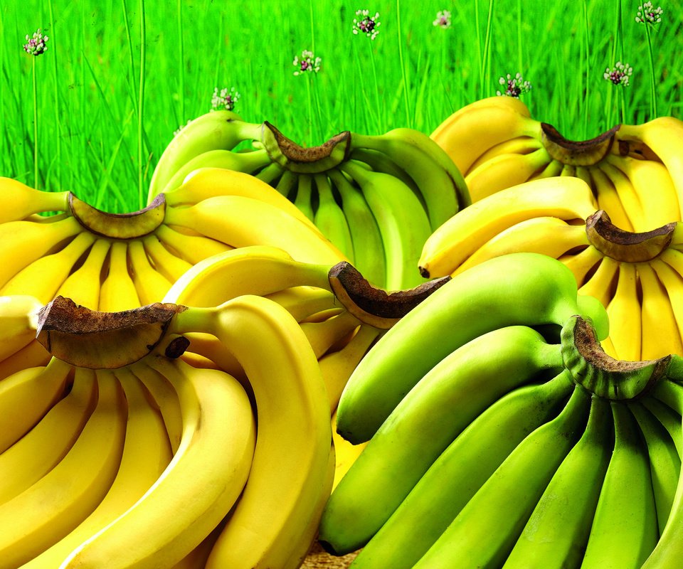 Обои трава, зелень, фрукты, зеленые, много, желтые, бананы, крупным планом, grass, greens, fruit, green, a lot, yellow, bananas, closeup разрешение 3600x2700 Загрузить