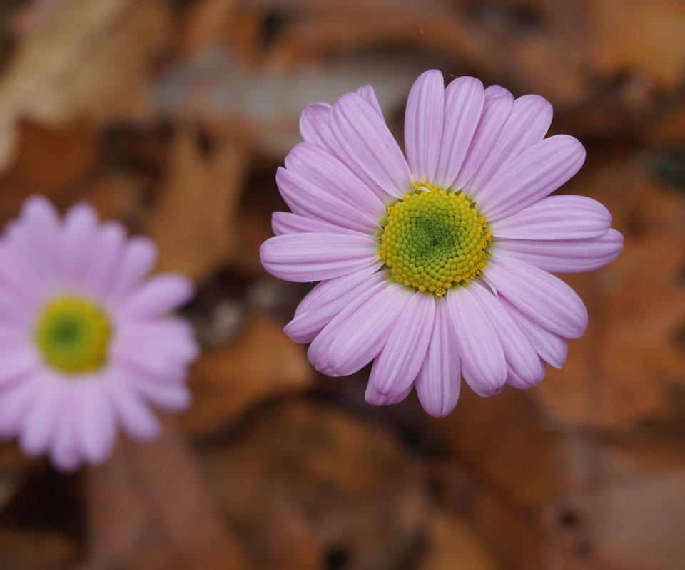 Обои цветы, осень, розовые, боке,  цветы, осен, маргаритки, пинк, flowers, autumn, pink, bokeh, daisy разрешение 6000x4000 Загрузить