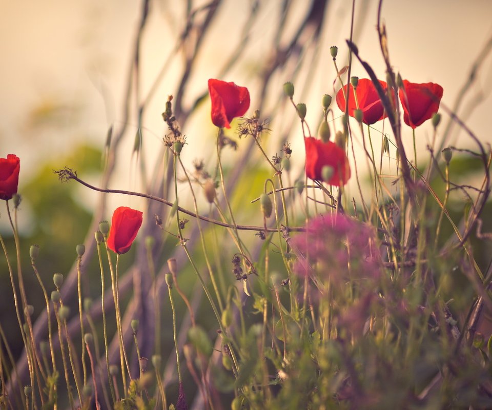 Обои цветы, трава, лепестки, красные, маки, flowers, grass, petals, red, maki разрешение 5118x3412 Загрузить