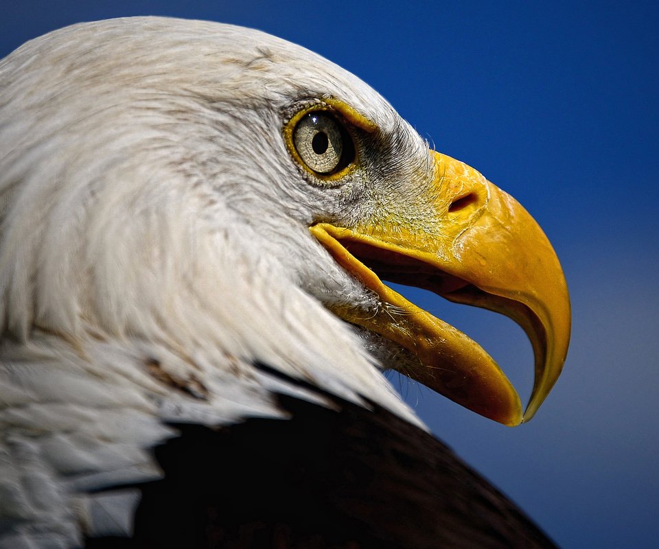 Обои взгляд, орел, хищник, птица, клюв, белоголовый орлан, look, eagle, predator, bird, beak, bald eagle разрешение 3040x1731 Загрузить