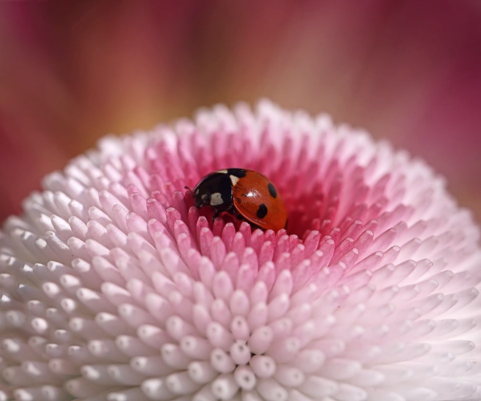 Обои жук, макро, насекомое, цветок, божья коровка, beetle, macro, insect, flower, ladybug разрешение 5456x3064 Загрузить