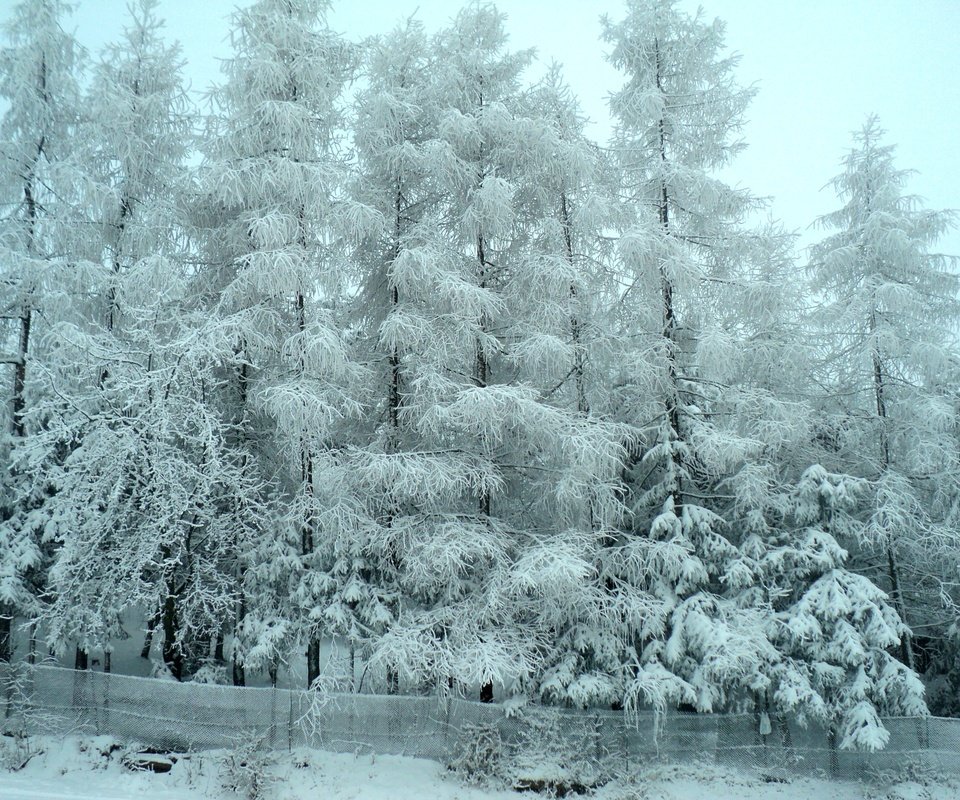 Обои деревья, снег, лес, зима, мороз, деревь, изморозь, trees, snow, forest, winter, frost разрешение 4000x3000 Загрузить