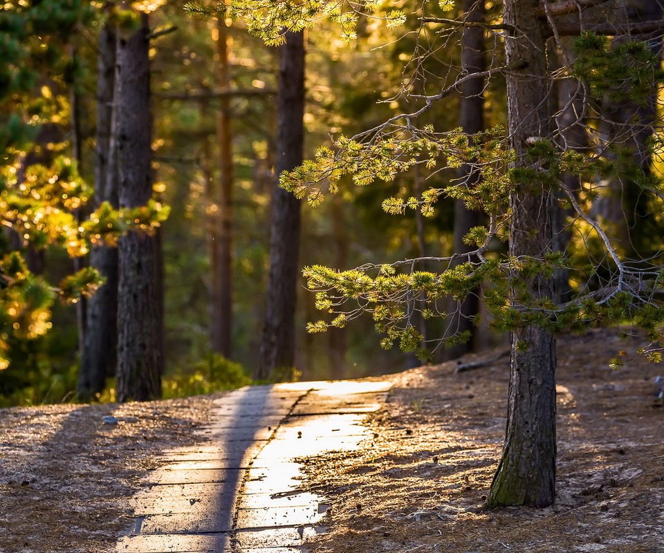 Обои свет, деревья, солнце, лес, парк, тропинка, сосны, light, trees, the sun, forest, park, path, pine разрешение 1920x1280 Загрузить