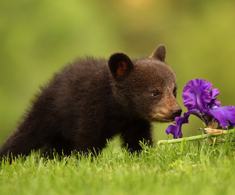 Обои цветок, медведь, медвежонок, ирис, барибал, чёрный медведь, flower, bear, iris, baribal, black bear разрешение 2048x1365 Загрузить