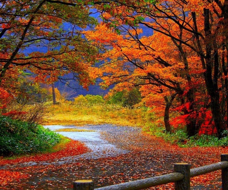 Обои дорога, деревья, листья, парк, осень, забор, road, trees, leaves, park, autumn, the fence разрешение 1920x1080 Загрузить