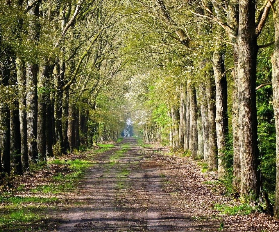 Обои дорога, деревья, лес, road inside trees, road, trees, forest разрешение 1920x1080 Загрузить