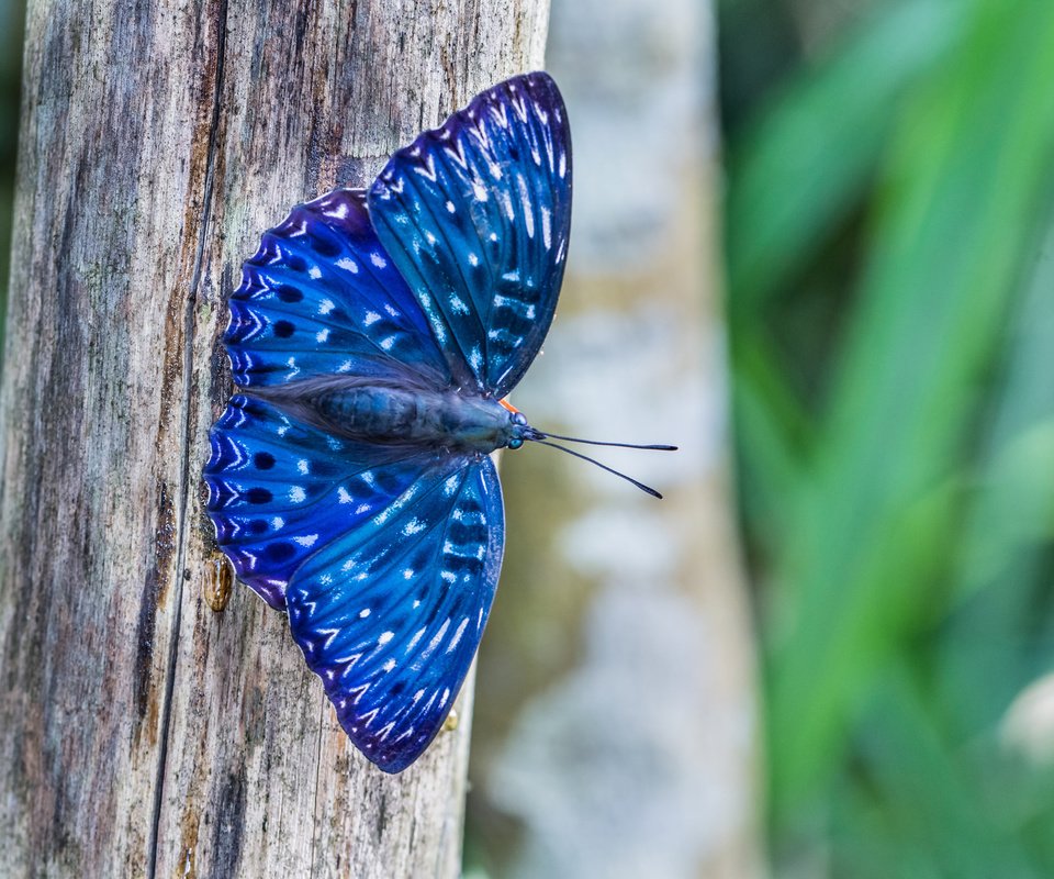 Обои природа, дерево, макро, насекомое, бабочка, синяя, dichorragia nesimachus, nature, tree, macro, insect, butterfly, blue разрешение 2048x1365 Загрузить