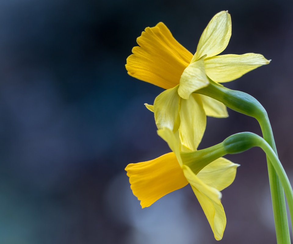 Обои макро, фон, нарциссы, дуэт, macro, background, daffodils, duo разрешение 2048x1365 Загрузить