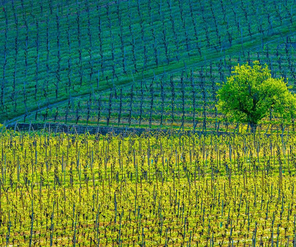 Обои дерево, краски, франция, виноградники, кьенцхайм, tree, paint, france, the vineyards, kientzheim разрешение 1920x1080 Загрузить