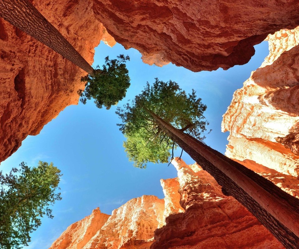 Обои небо, деревья, скалы, каньон, ущелье, кроны, верхушки, the sky, trees, rocks, canyon, gorge, crown, the top разрешение 4320x2482 Загрузить