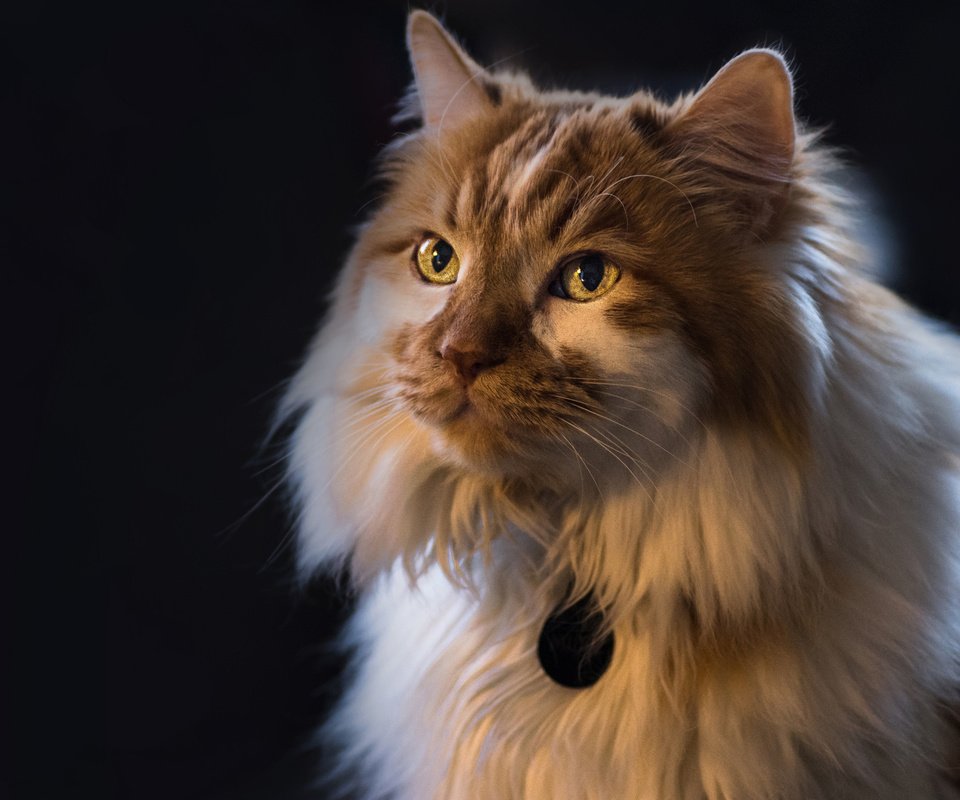 Обои фон, портрет, кот, кошка, взгляд, пушистая, background, portrait, cat, look, fluffy разрешение 2048x1356 Загрузить