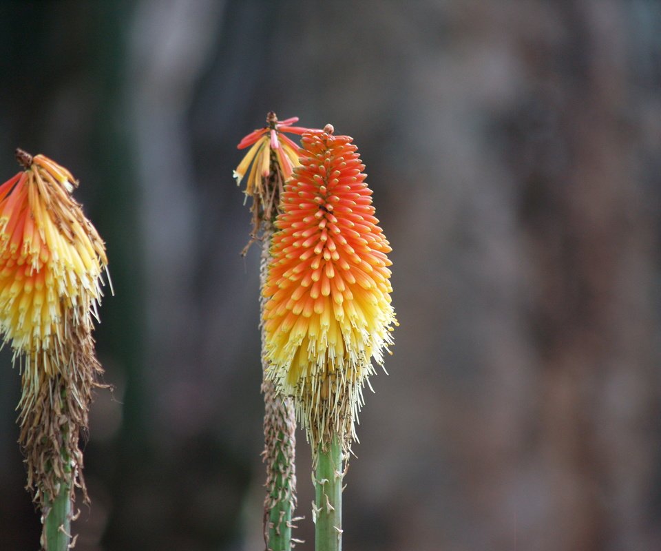 Обои цветок, африка, лилия, факель, книфофия, flower, africa, lily, fakel, kniphofia разрешение 3264x2448 Загрузить