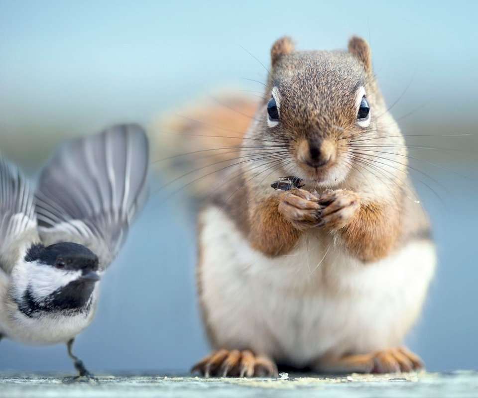 Обои фото, птичка, белочка, photo, bird, squirrel разрешение 1920x1200 Загрузить