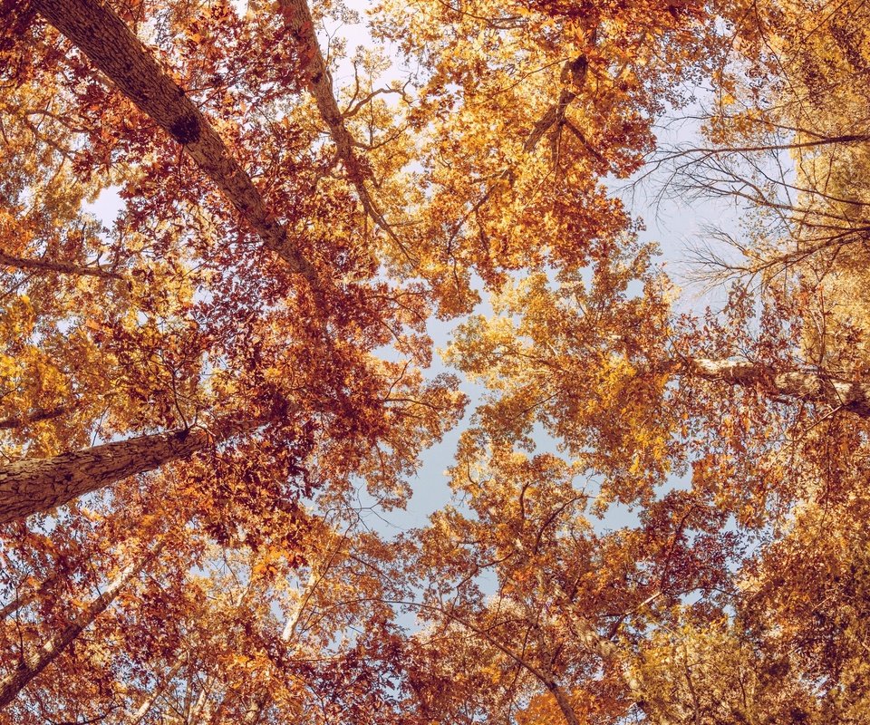 Обои небо, деревья, листва, осень, the sky, trees, foliage, autumn разрешение 2880x1920 Загрузить