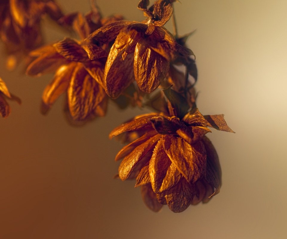 Обои свет, природа, макро, осень, осен, легкие, dried flowers, сухоцветы, light, nature, macro, autumn, the dried flowers разрешение 2048x1227 Загрузить