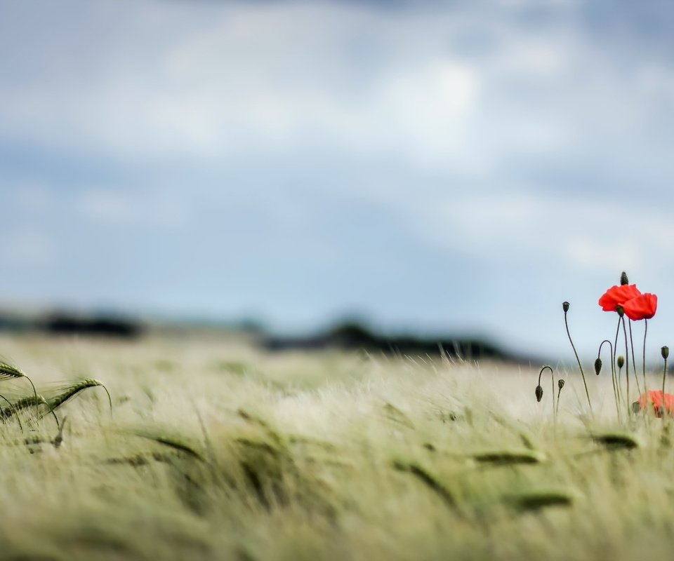 Обои небо, поле, лето, маки, колосья, пшеница, the sky, field, summer, maki, ears, wheat разрешение 2560x1440 Загрузить