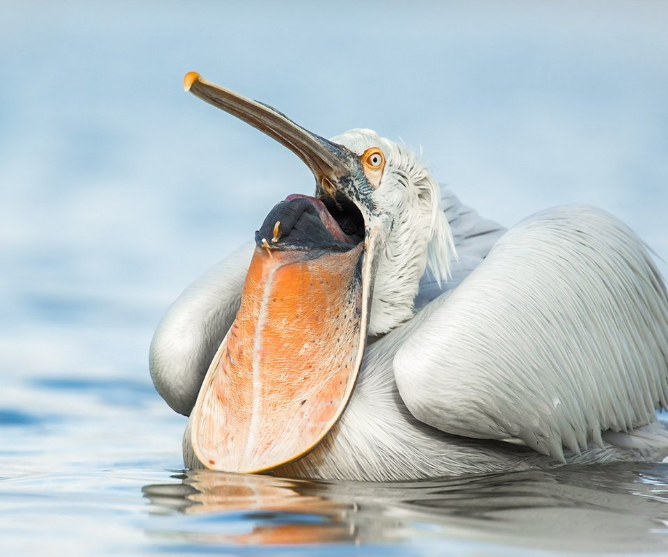 Обои природа, птица, пеликан, nature, bird, pelican разрешение 1920x1243 Загрузить