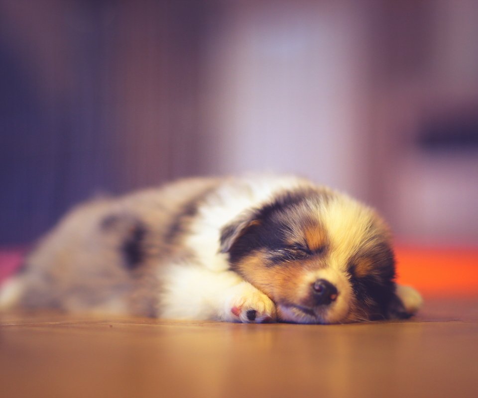 Обои сон, собака, дом, щенок, австралийская овчарка, аусси, sleep, dog, house, puppy, australian shepherd, aussie разрешение 2560x1707 Загрузить