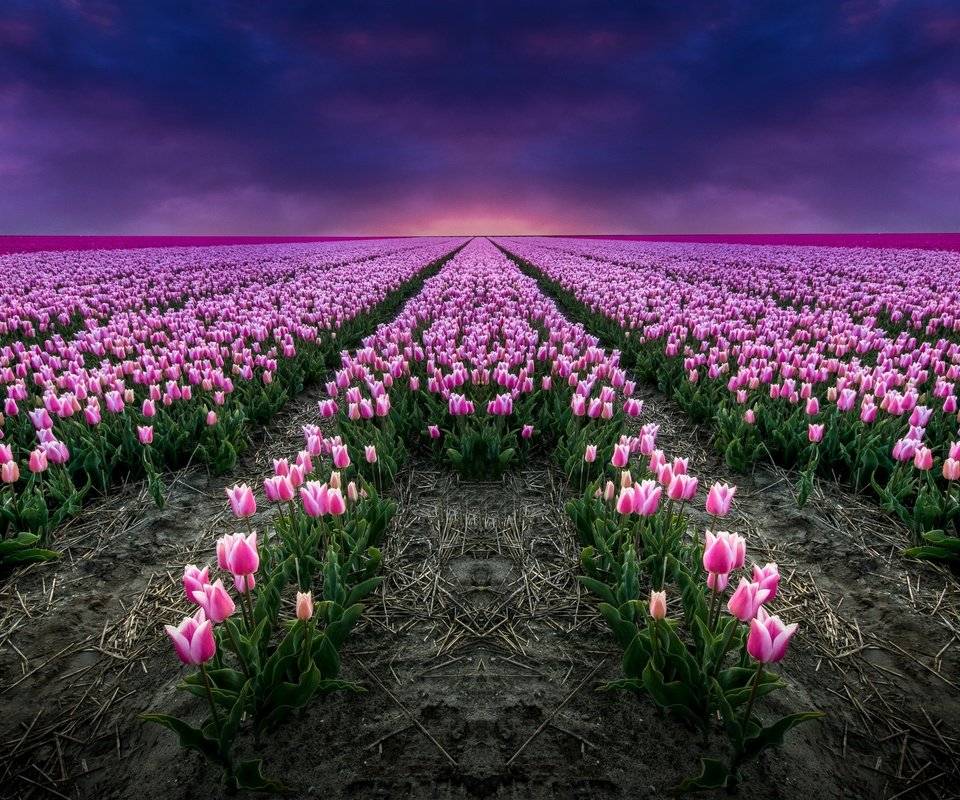 Обои цветы, поле, тюльпаны, розовые, flowers, field, tulips, pink разрешение 2880x1674 Загрузить