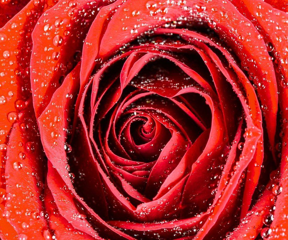 Обои макро, капли, роза, бутон, macro, drops, rose, bud разрешение 2880x1923 Загрузить