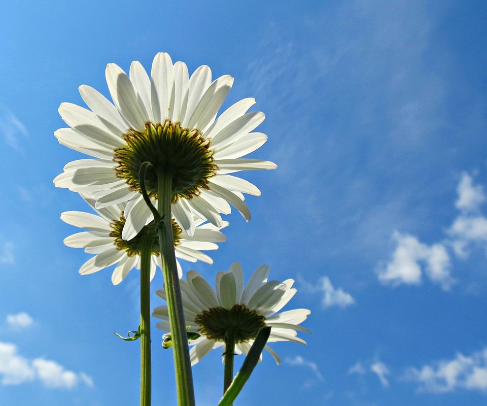 Обои небо, цветы, облака, лепестки, ромашки, белые, голубое, the sky, flowers, clouds, petals, chamomile, white, blue разрешение 1920x1200 Загрузить