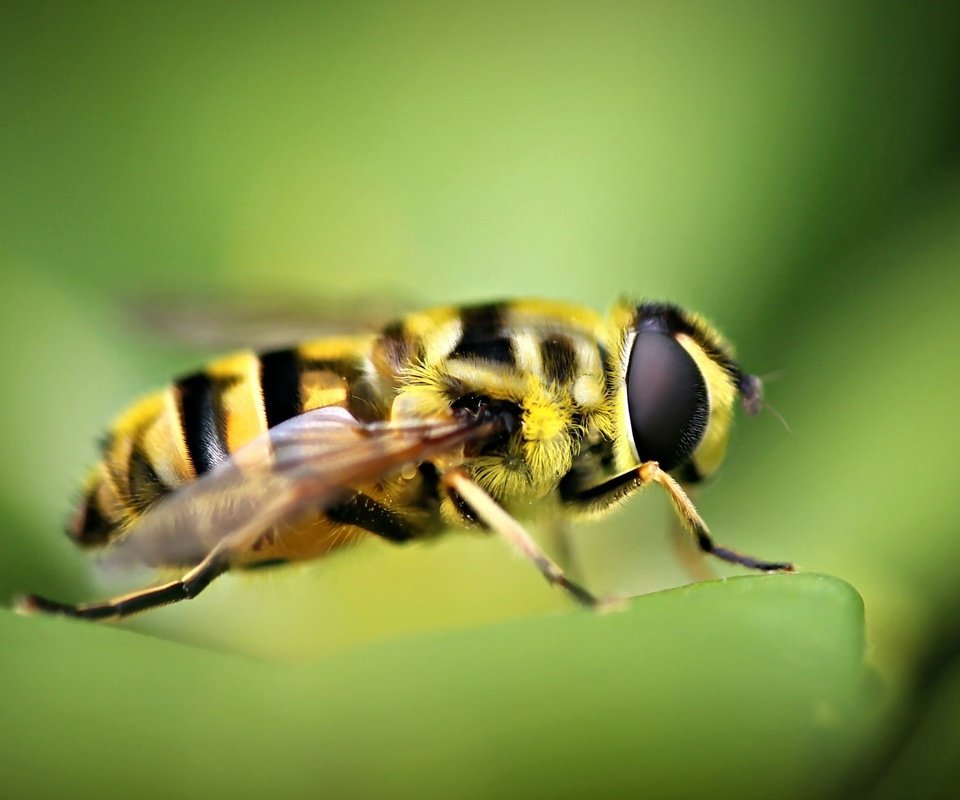 Обои природа, макро, насекомое, размытость, пчела, nature, macro, insect, blur, bee разрешение 2560x1600 Загрузить
