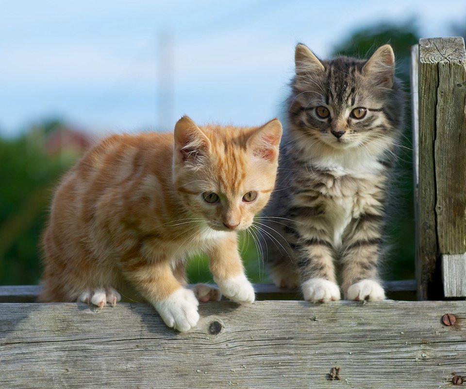 Обои парочка, малыши, котята, a couple, kids, kittens разрешение 2048x1535 Загрузить