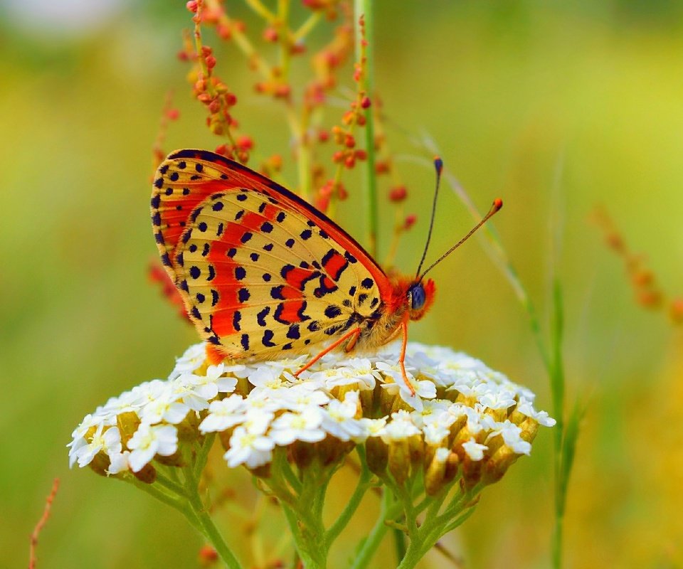 Обои лето, бабочка, summer, butterfly разрешение 3000x1841 Загрузить