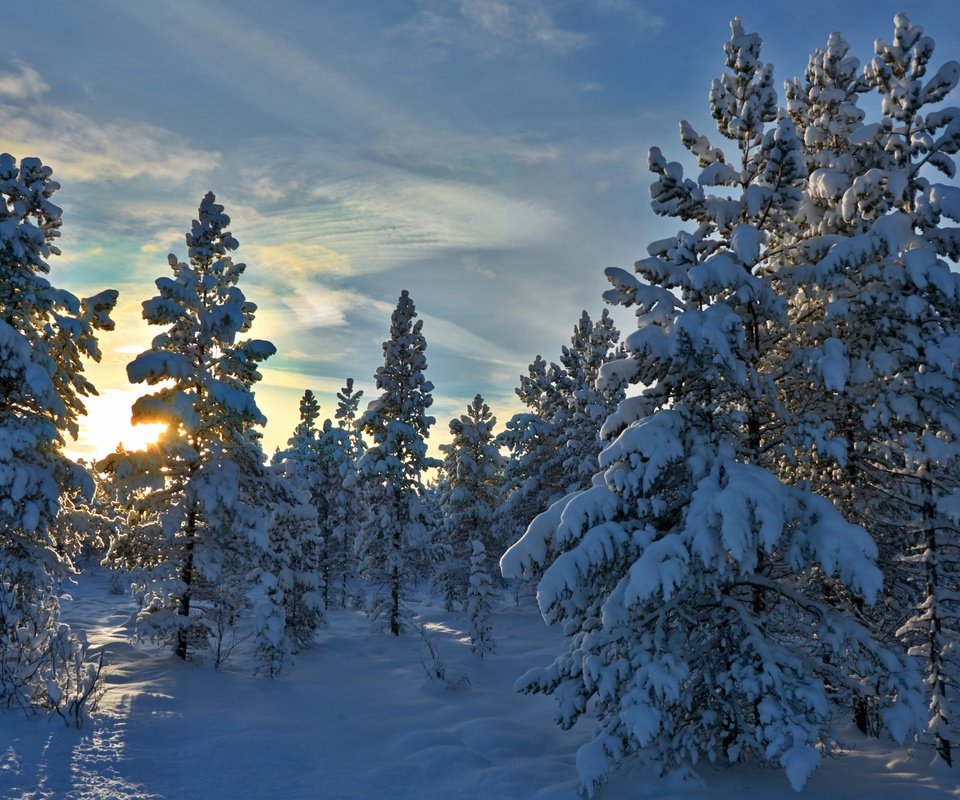 Обои деревья, снег, лес, зима, норвегия, stene, норвегии, hedmark fylke, хедмарк, trees, snow, forest, winter, norway, hedmark разрешение 4393x2962 Загрузить