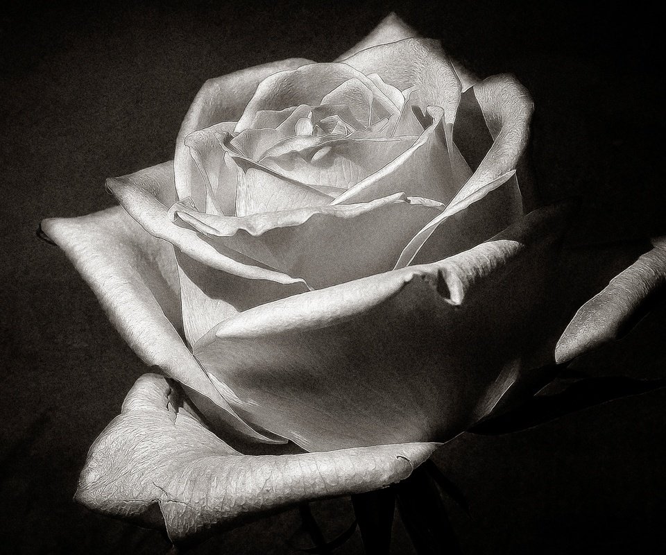 Обои макро, цветок, роза, лепестки, чёрно-белое, бутон, macro, flower, rose, petals, black and white, bud разрешение 2560x1633 Загрузить