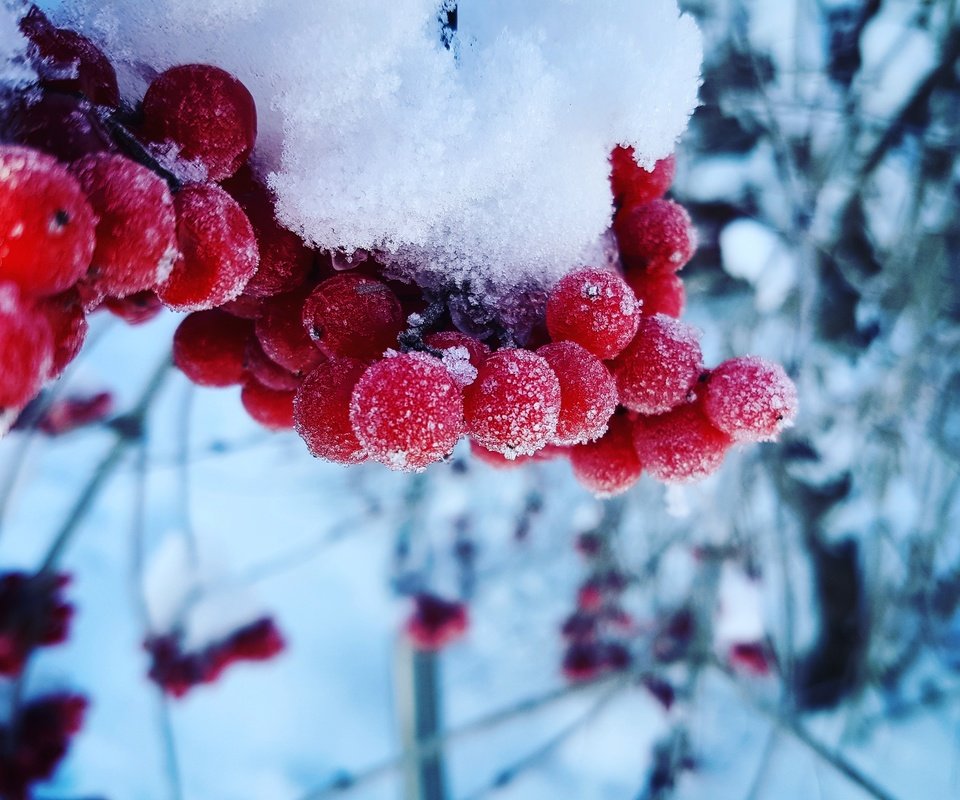 Обои снег, зима, макро, холод, ягоды, калина, snow, winter, macro, cold, berries, kalina разрешение 4032x3024 Загрузить