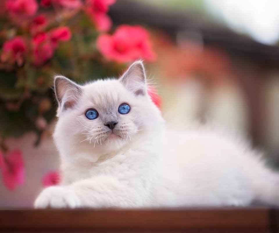 Обои взгляд, котенок, малыш, голубые глаза, боке, рэгдолл, look, kitty, baby, blue eyes, bokeh, ragdoll разрешение 1920x1279 Загрузить