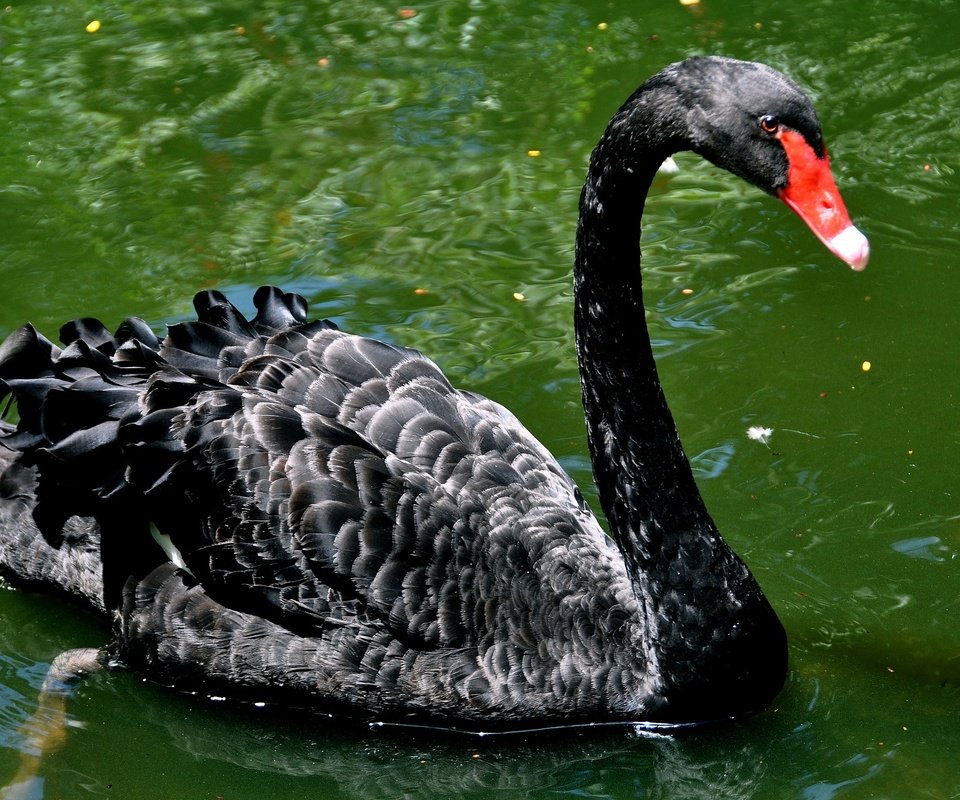 Обои черный, водоем, птица, лебедь, шея, черный лебедь, black, pond, bird, swan, neck, black swan разрешение 2048x1360 Загрузить