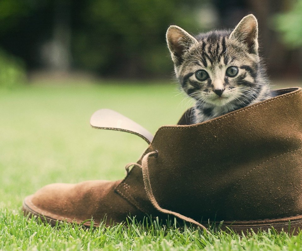 Обои трава, зелень, кошка, котенок, мордашка, обувь, башмак, grass, greens, cat, kitty, face, shoes, shoe разрешение 1920x1200 Загрузить