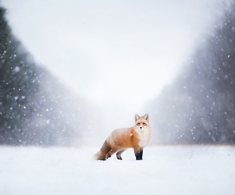 Обои снег, природа, зима, лиса, лисица, snow, nature, winter, fox разрешение 2048x1365 Загрузить