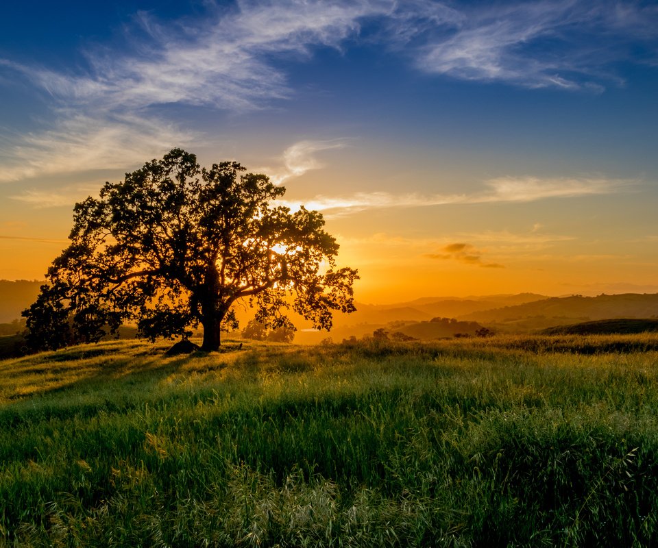 Обои небо, трава, облака, солнце, природа, дерево, закат, пейзаж, the sky, grass, clouds, the sun, nature, tree, sunset, landscape разрешение 4252x3140 Загрузить