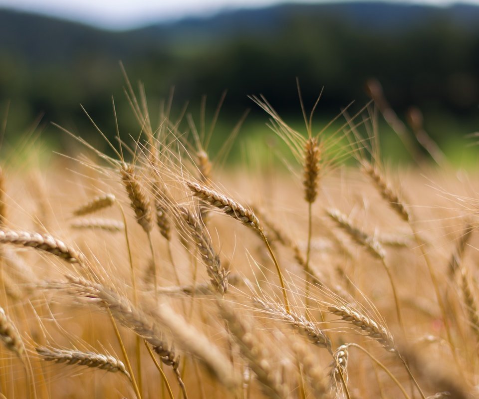 Обои природа, растения, макро, колосья, пшеница, nature, plants, macro, ears, wheat разрешение 6000x4000 Загрузить