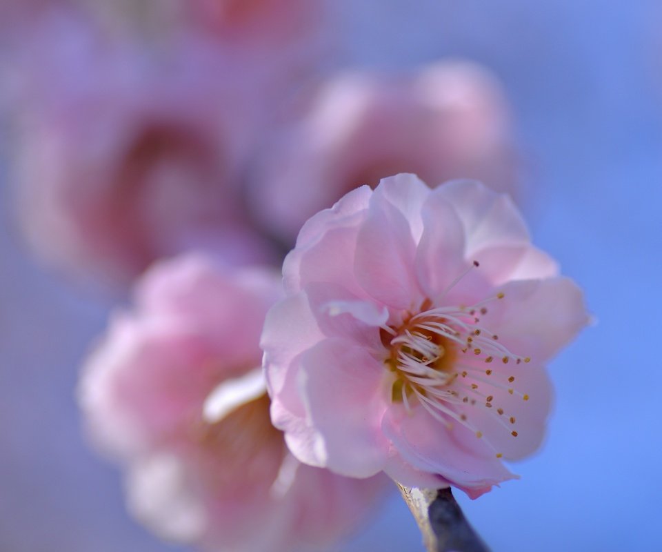 Обои природа, цветение, лепестки, весна, сакура, nature, flowering, petals, spring, sakura разрешение 3000x2140 Загрузить