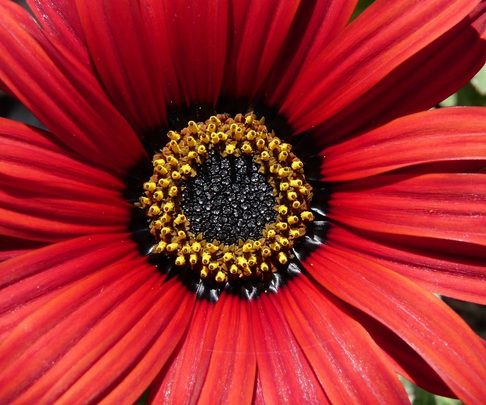 Обои макро, цветок, лепестки, makro, остеоспермум, macro, flower, petals, osteospermum разрешение 3648x2526 Загрузить