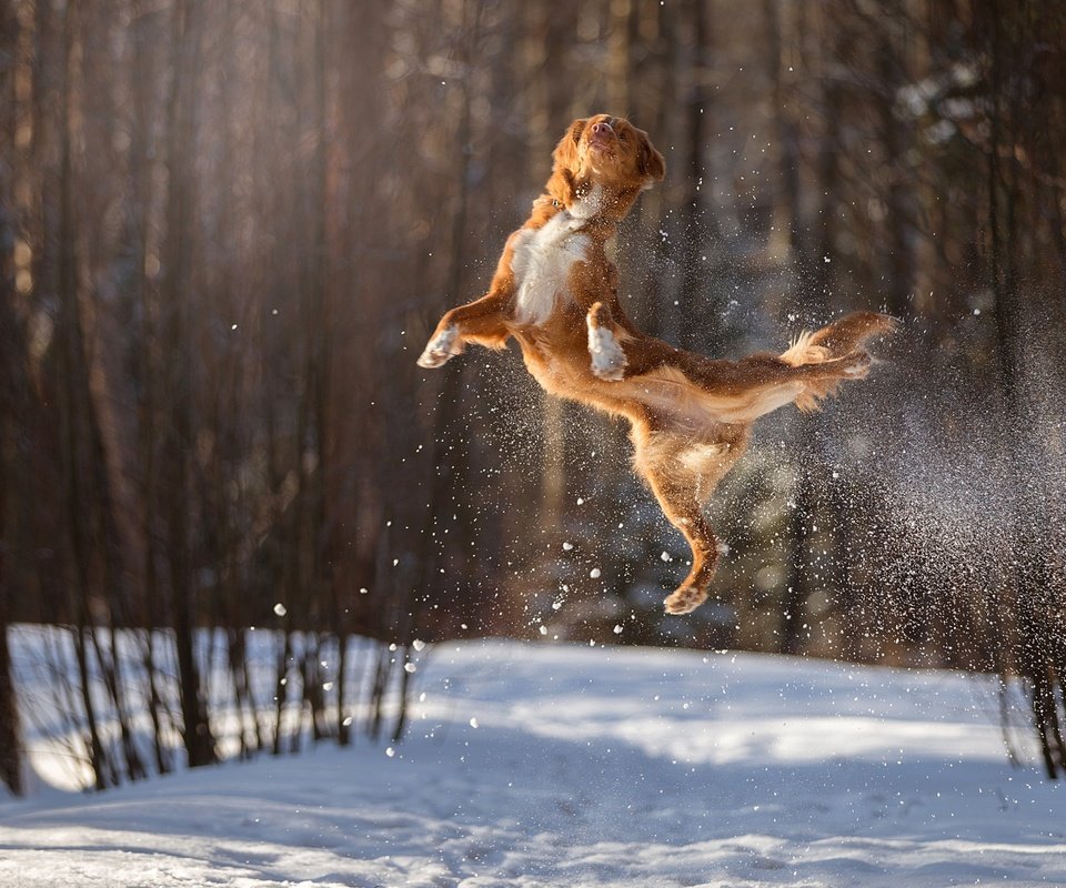 Обои снег, зима, полет, собака, прыжок, в воздухе, боке, snow, winter, flight, dog, jump, in the air, bokeh разрешение 1920x1200 Загрузить