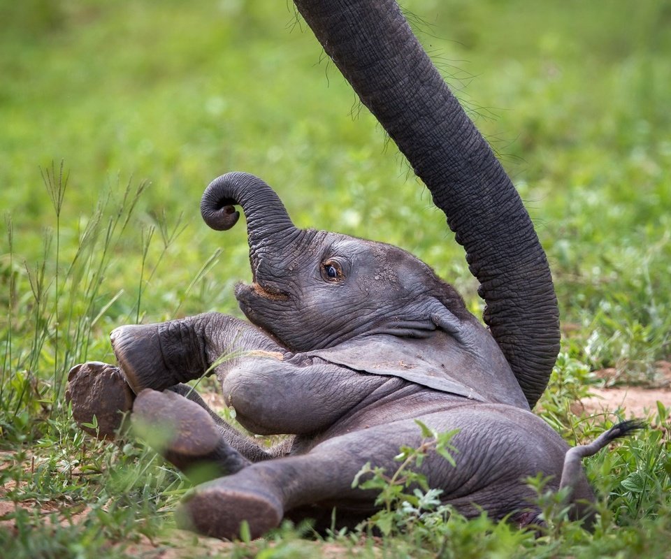 Обои слон, африка, хобот, слоненок, замбия, african wildlife, baby elephant, elephant, africa, trunk, zambia разрешение 1999x1346 Загрузить