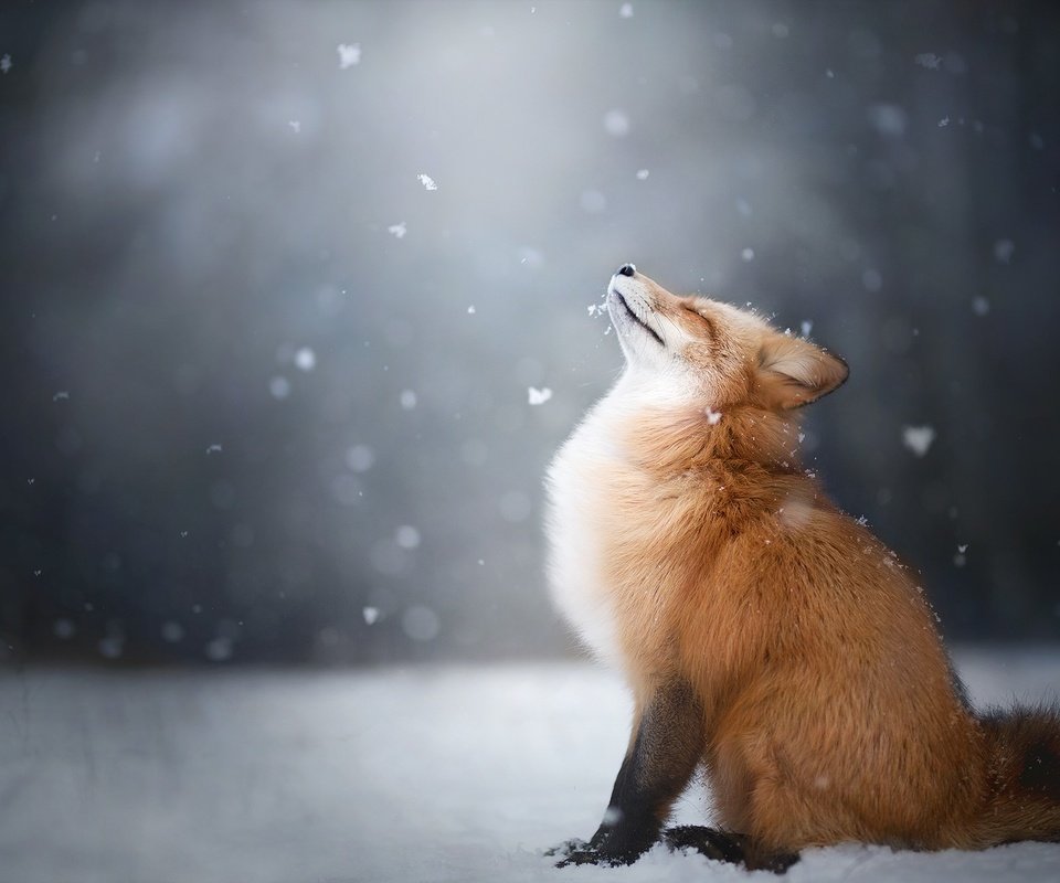 Обои снег, снежинки, лиса, лисица, животное, snow, snowflakes, fox, animal разрешение 2048x1365 Загрузить