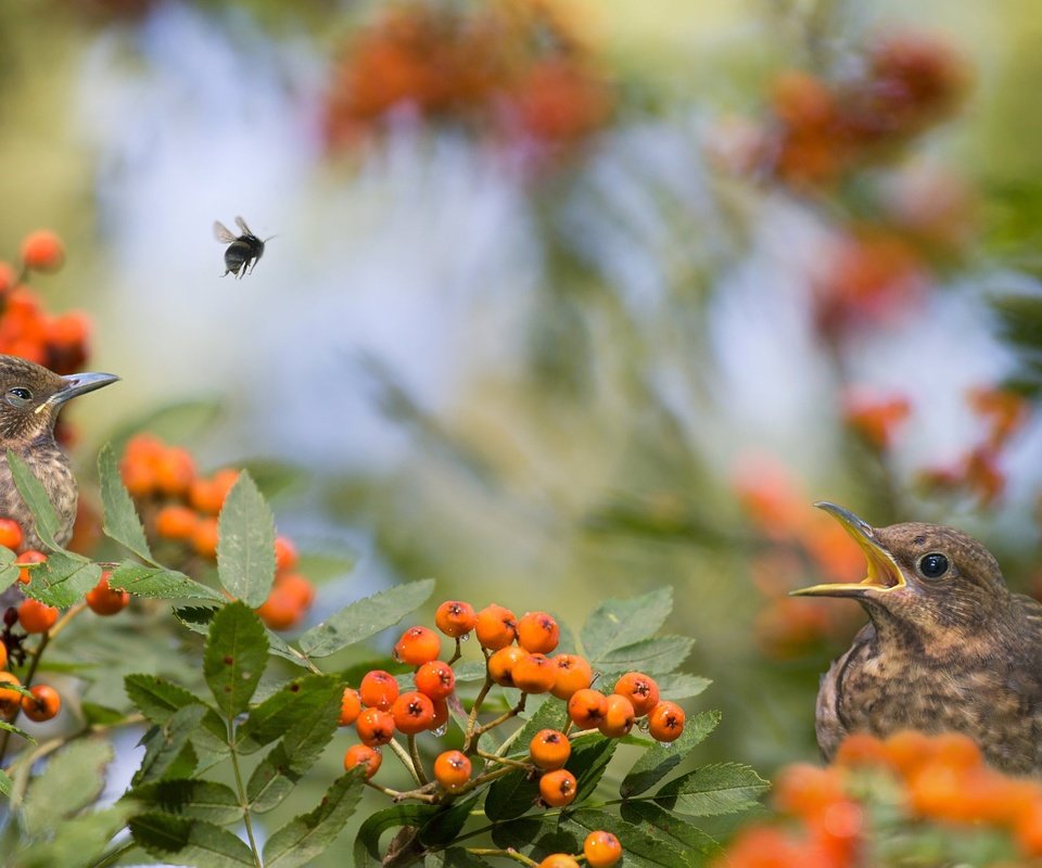 Обои природа, ветки, птицы, ягоды, пчела, рябина, nature, branches, birds, berries, bee, rowan разрешение 2048x1366 Загрузить