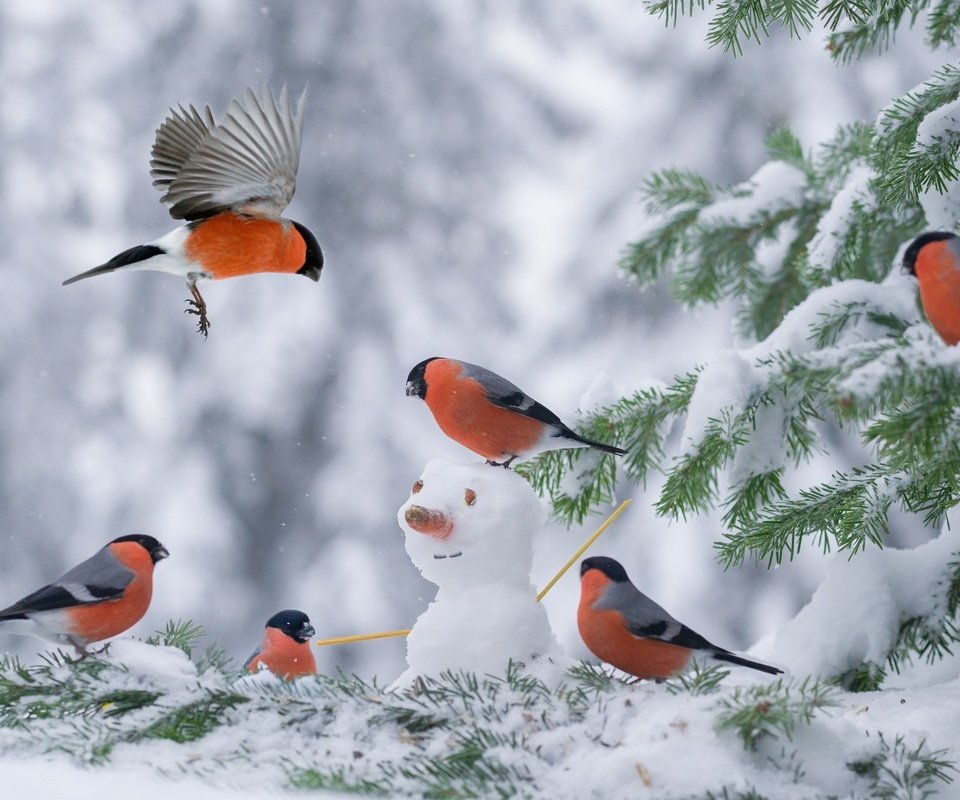 Обои снег, елка, зима, снеговик, птицы, снегирь, снегири, snow, tree, winter, snowman, birds, bullfinch, bullfinches разрешение 2048x1363 Загрузить