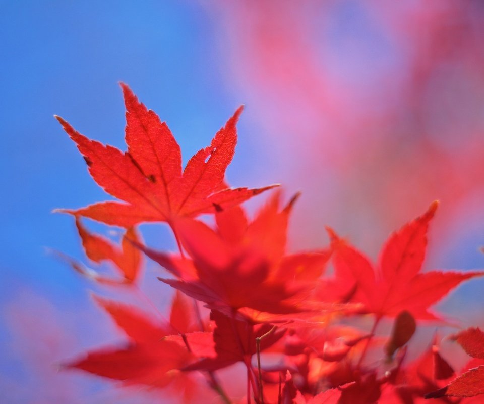 Обои небо, листья, осень, клен, багрянец, the sky, leaves, autumn, maple, the crimson разрешение 2048x1365 Загрузить