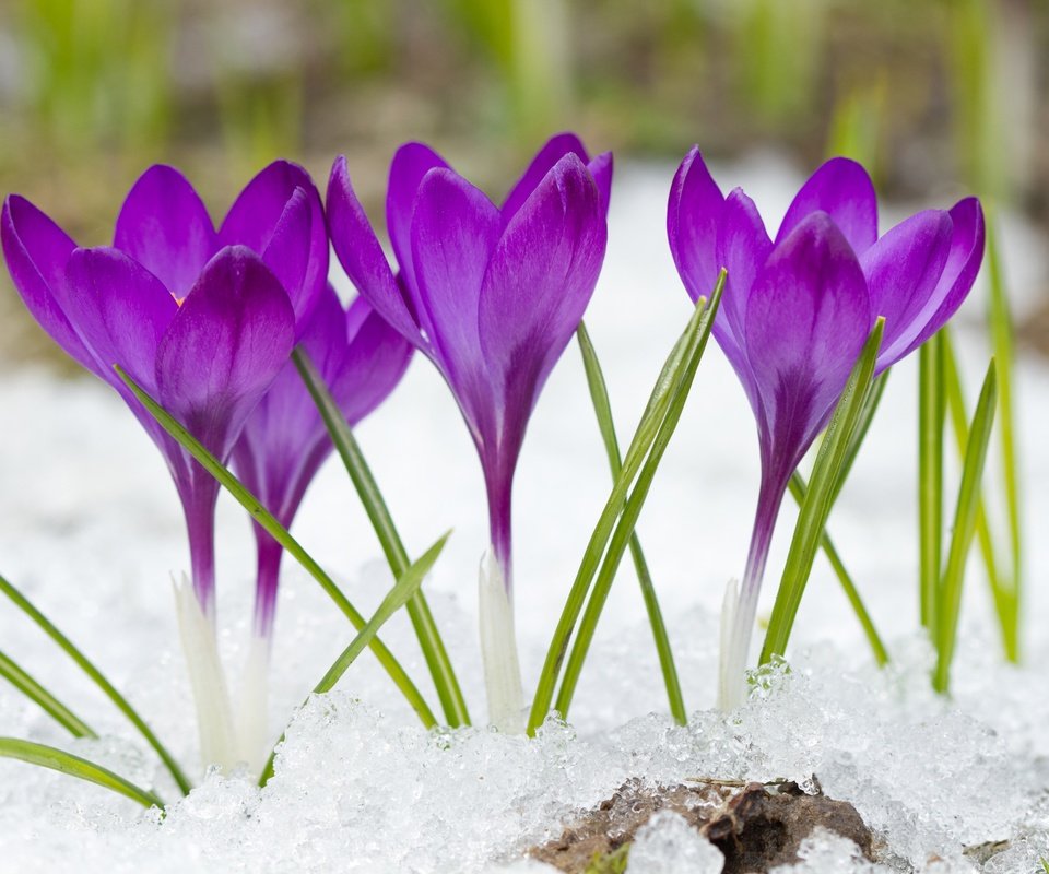 Обои цветы, снег, фиолетовые, крокусы, flowers, snow, purple, crocuses разрешение 4500x3000 Загрузить