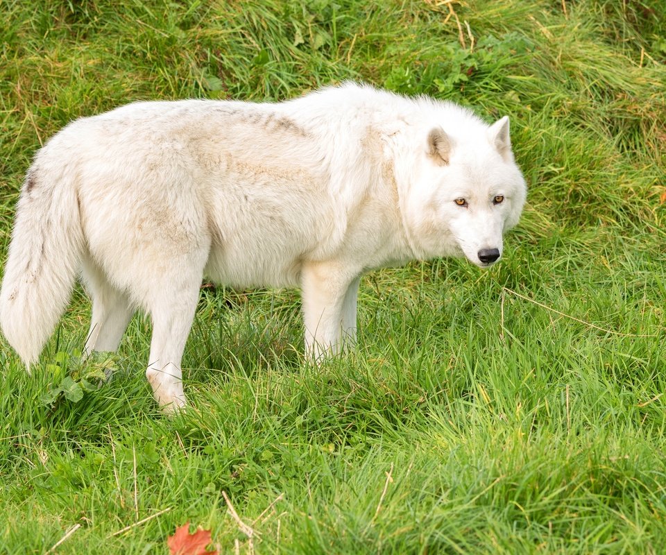 Обои трава, зелень, белый, хищник, волк, grass, greens, white, predator, wolf разрешение 3000x1821 Загрузить