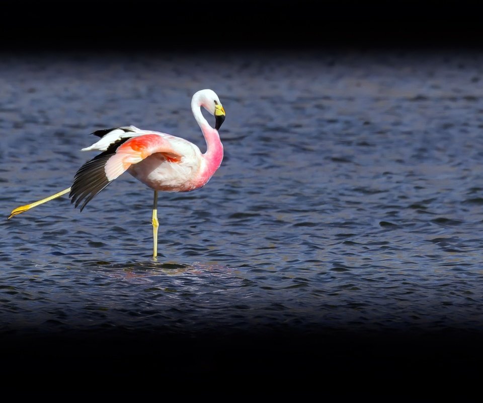 Обои озеро, фламинго, птица, lake, flamingo, bird разрешение 2048x1296 Загрузить