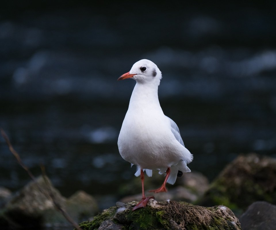 Обои природа, камни, чайка, птица, nature, stones, seagull, bird разрешение 4896x3264 Загрузить